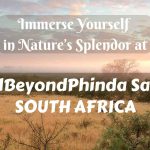 Immerse Yourself in Nature’s Splendor at AndBeyondPhinda Safari