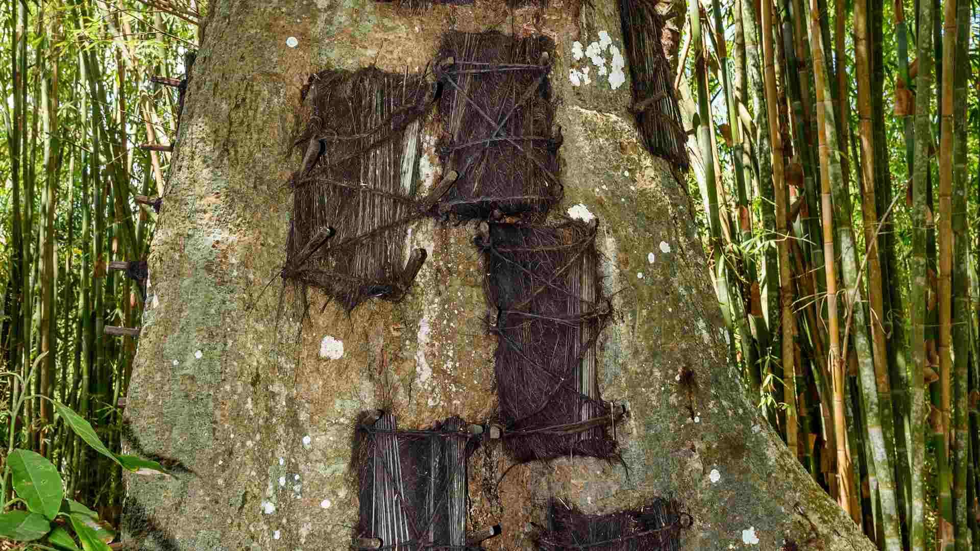 Infant graves in a trunk in Kambira