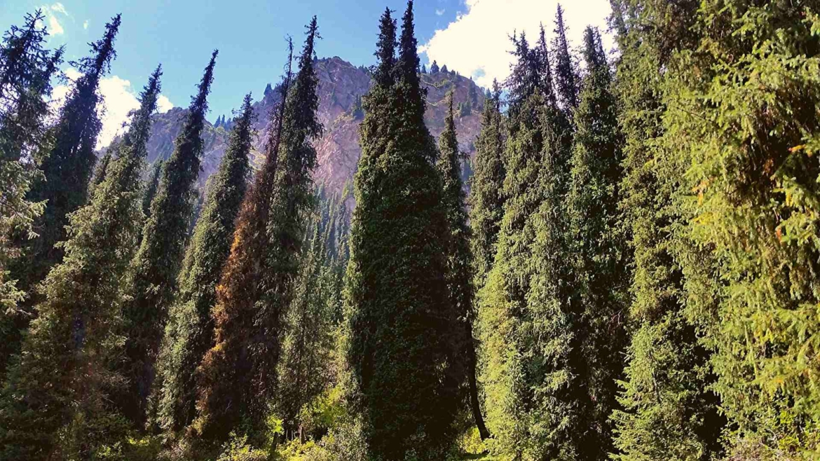 Trekking in Tianshan- Coniferous forests
