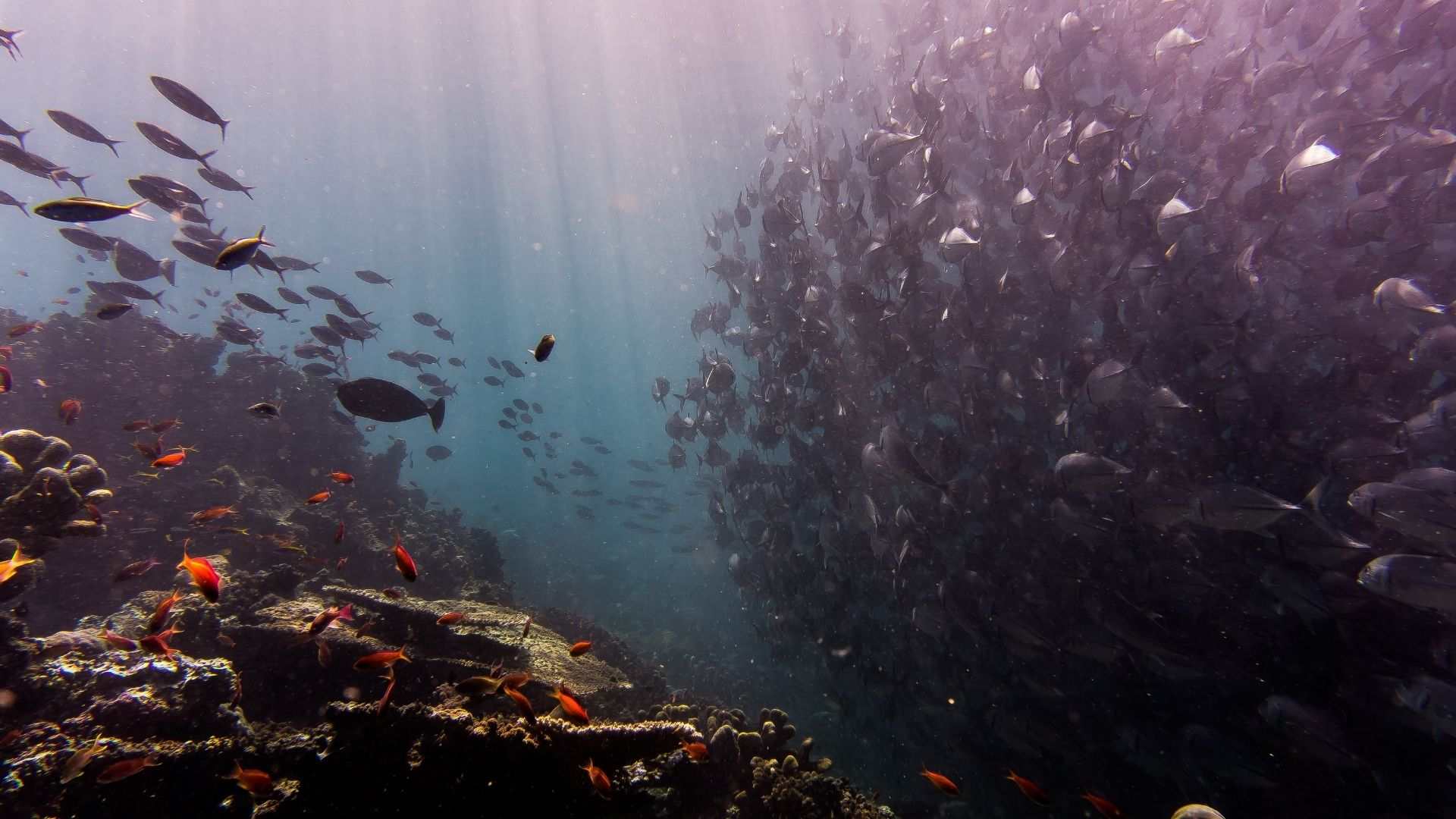 Sipadan underwater world