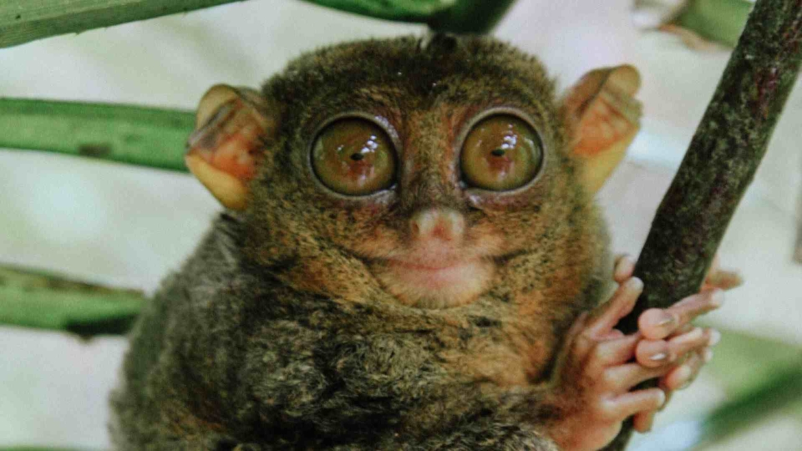 The cute Tarsier