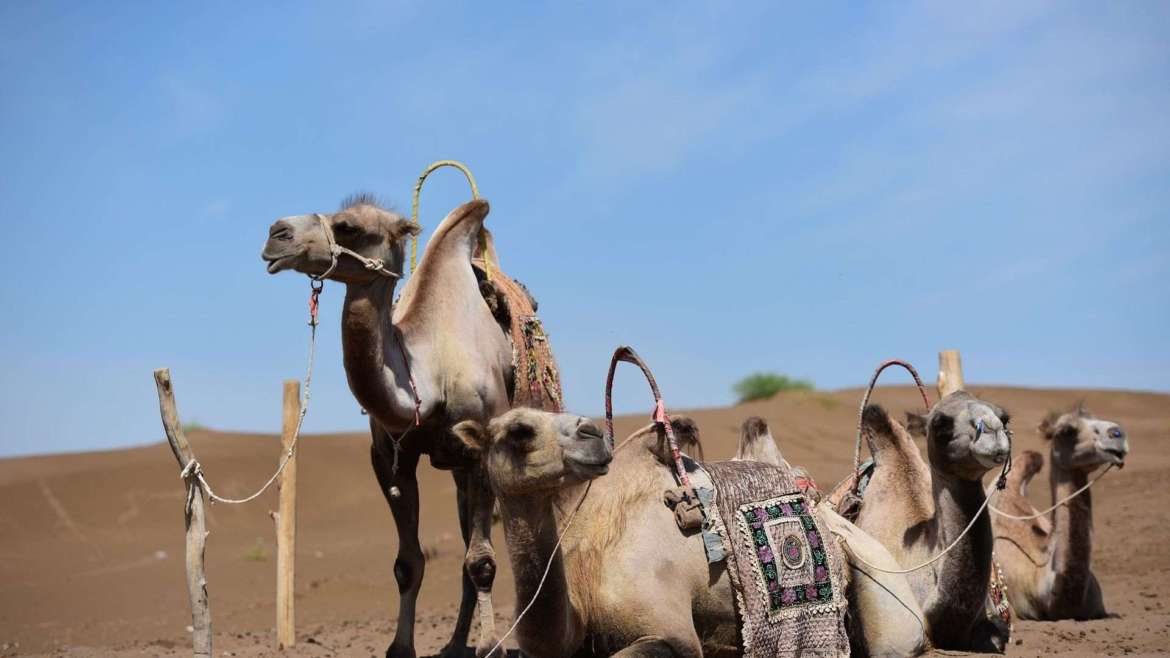 Travel in Turpan- Camels in the wilderness around Turpan