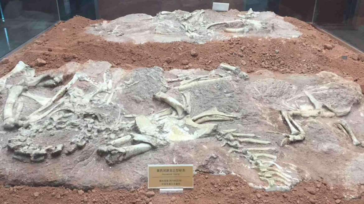 Explore South China! Dinosaur Museum in Heyuan