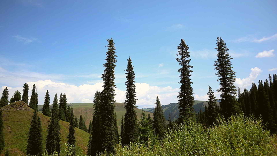 Coniferous forests