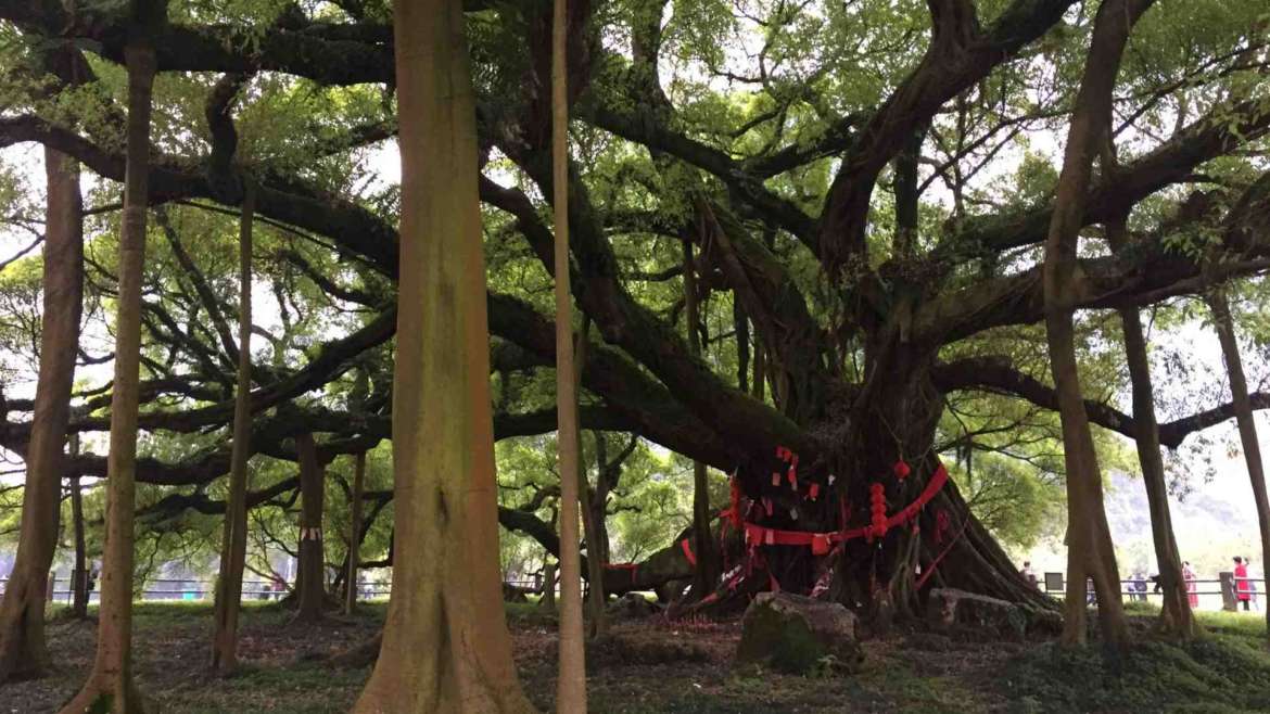 Guilin Karst Hills- Grand Banyan Tree