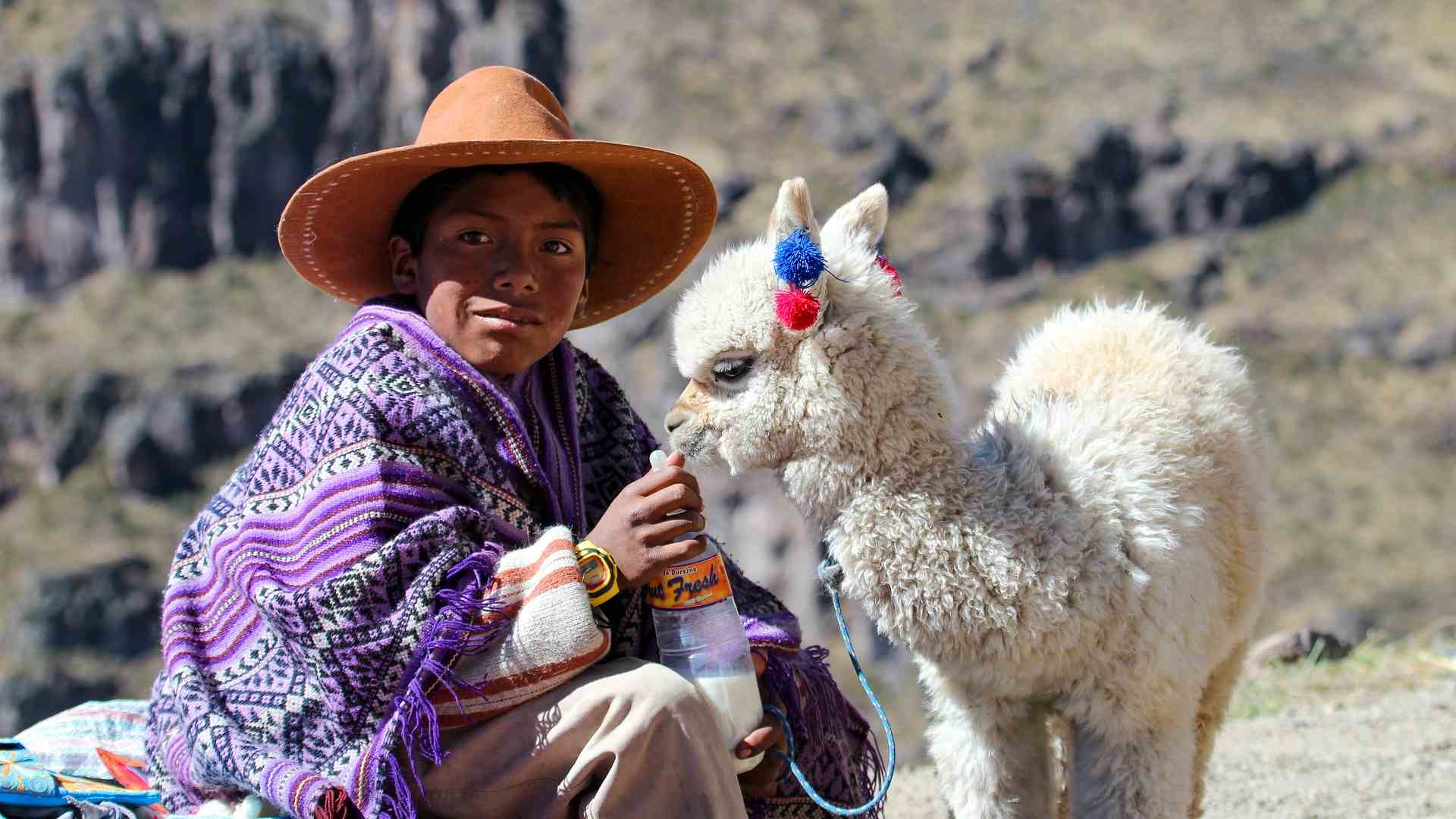A local with baby alpaca