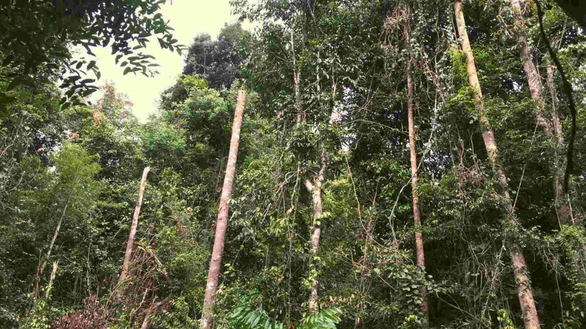 Deep into the jungle of Taman Negara