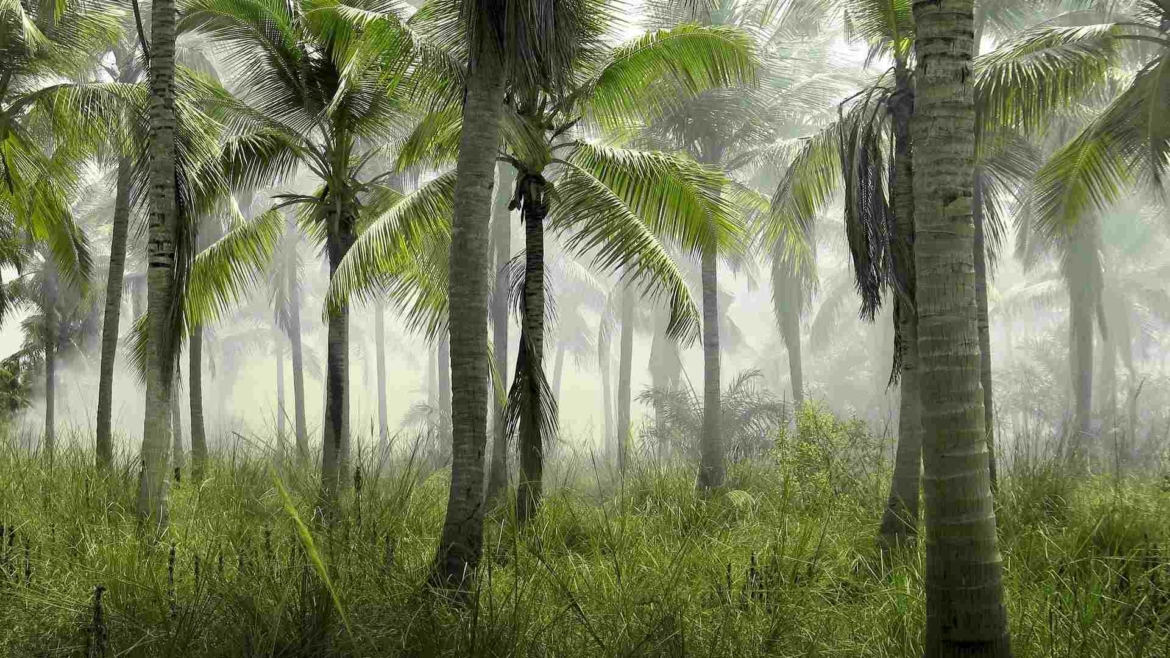 Tropical coconut forest