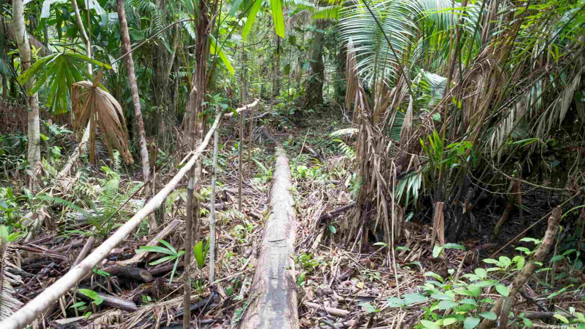 A jungle trail on Siberut Island