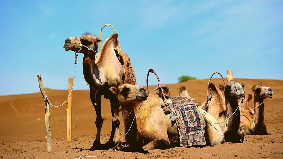 Xinjiang travel- Camels in the desert