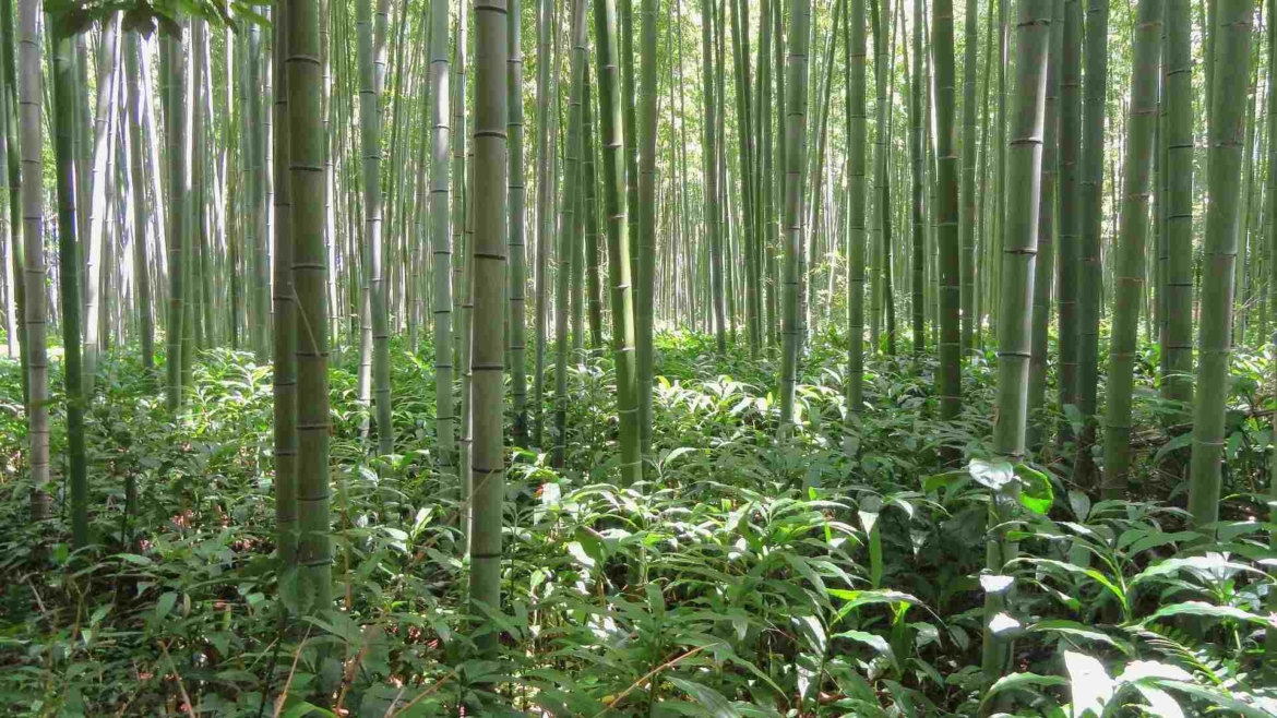 Subtropical bamboo forest in Japan