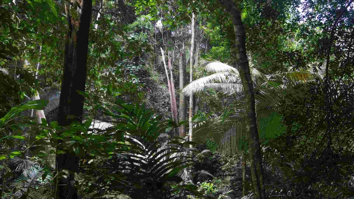 In the equatorial rainforest of Tioman Island