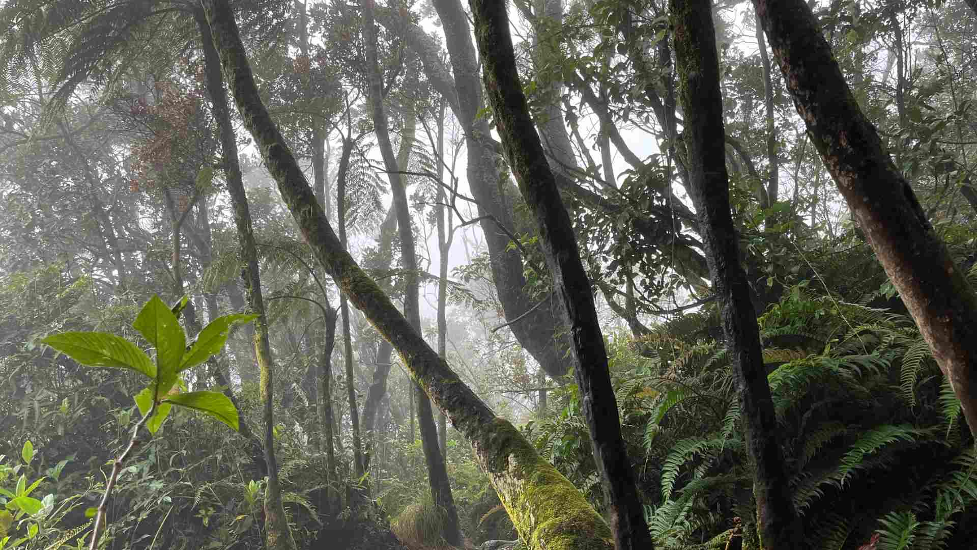 Mossy forest around 2800 m altitude