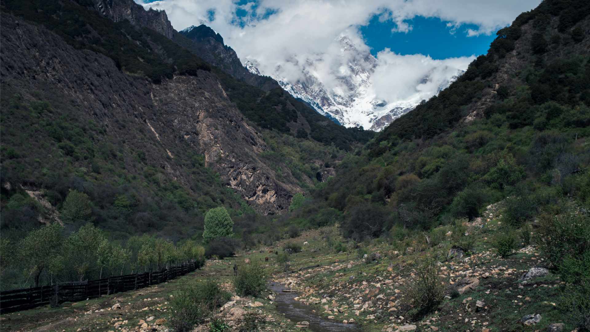 Green bush in the low zones, ice and snow in the highest zones