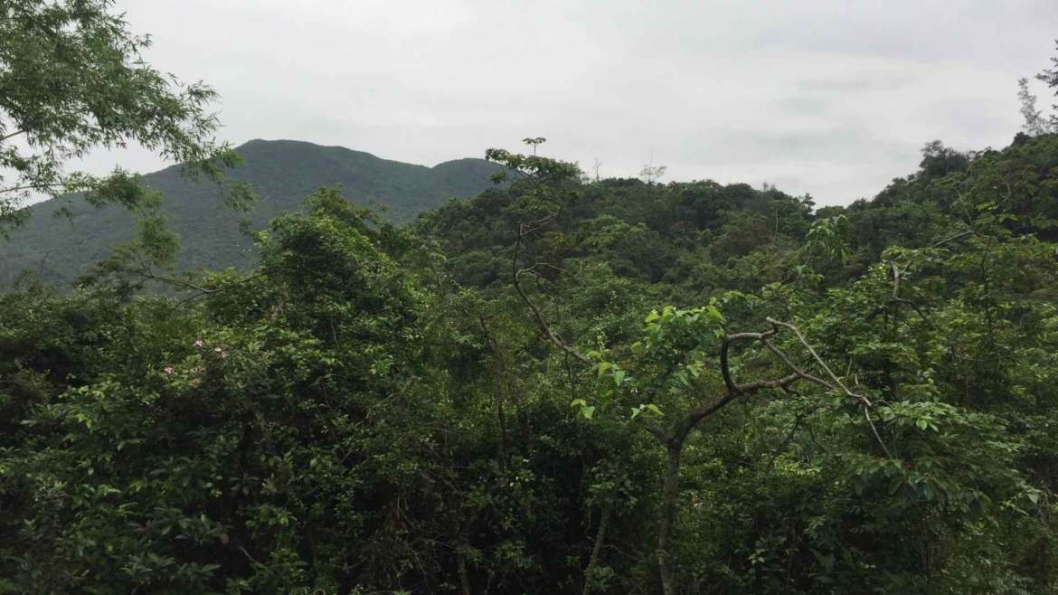 Wild forest in Sai Kung Peninsula- in the wildest parts of Hong Kong