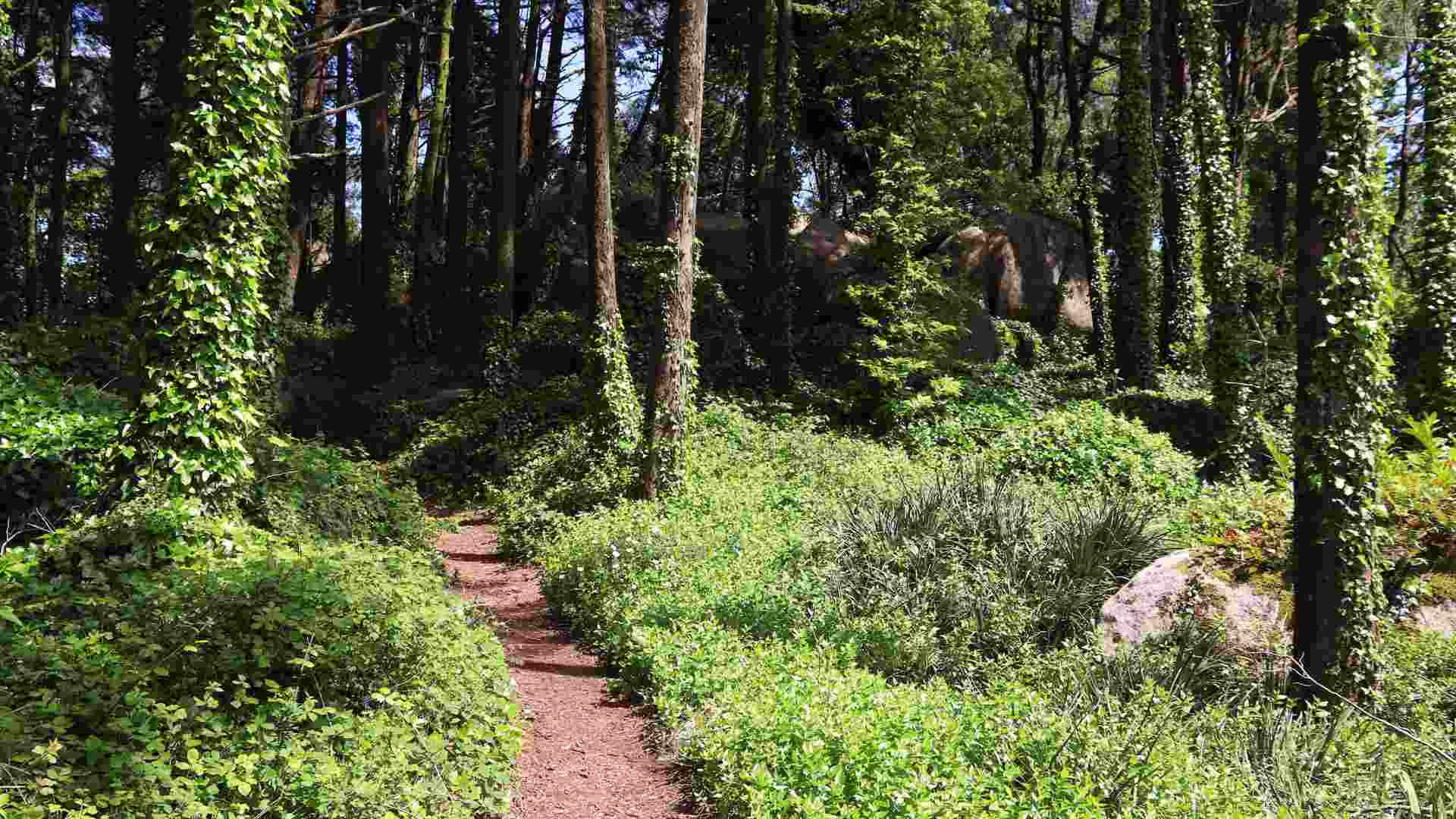 Hiking trail in the Sintra Mountains