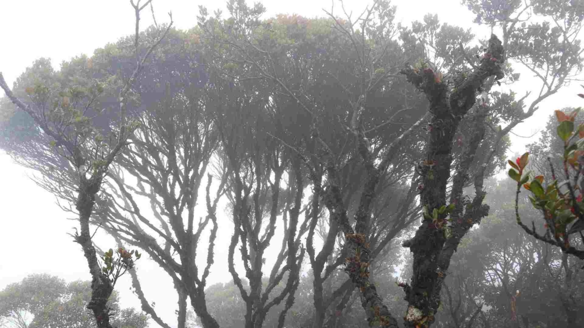 The mysterious Mossy Forest in Cameron Highlands