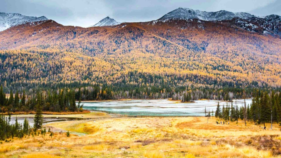 Xinjiang travel- autumn forest in Altay