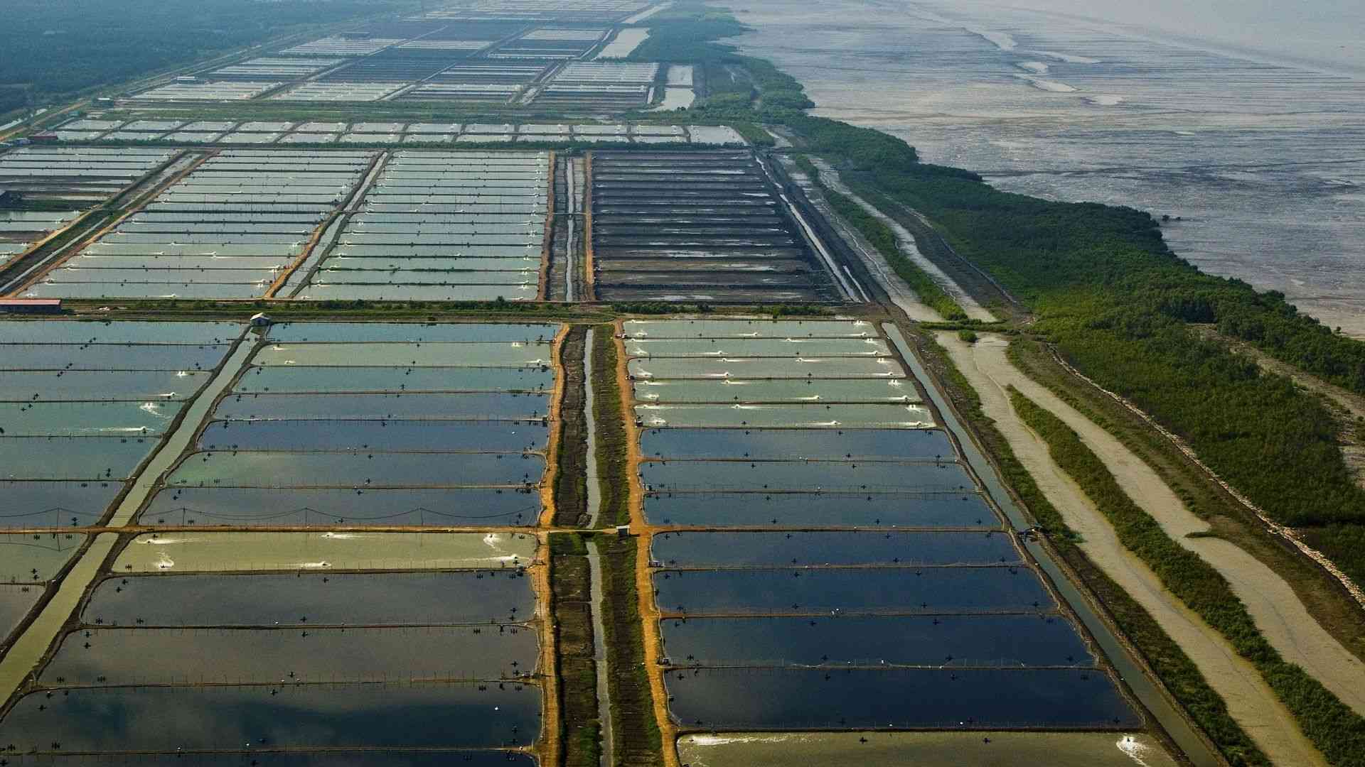 Fields near the western coast of the Malay Peninsula