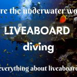 Explore the underwater world by Liveaboard diving: everything about liveaboard