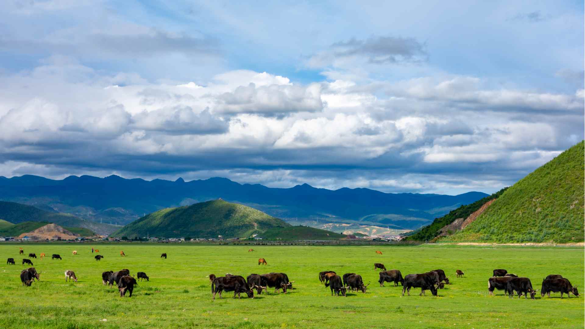 Shangri-La grassland