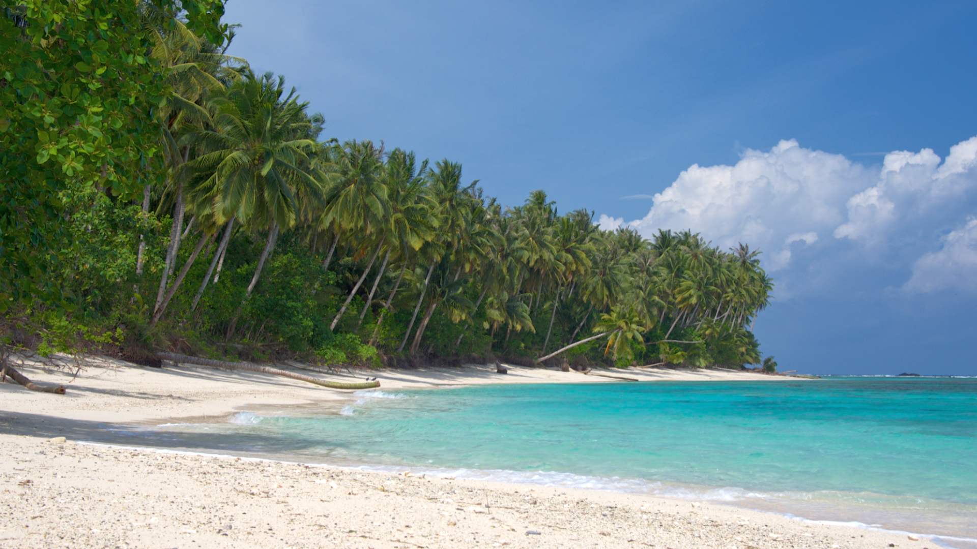 Wild tropical seacoast