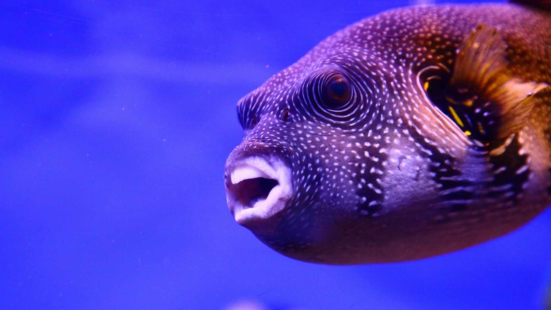 A face from the depth