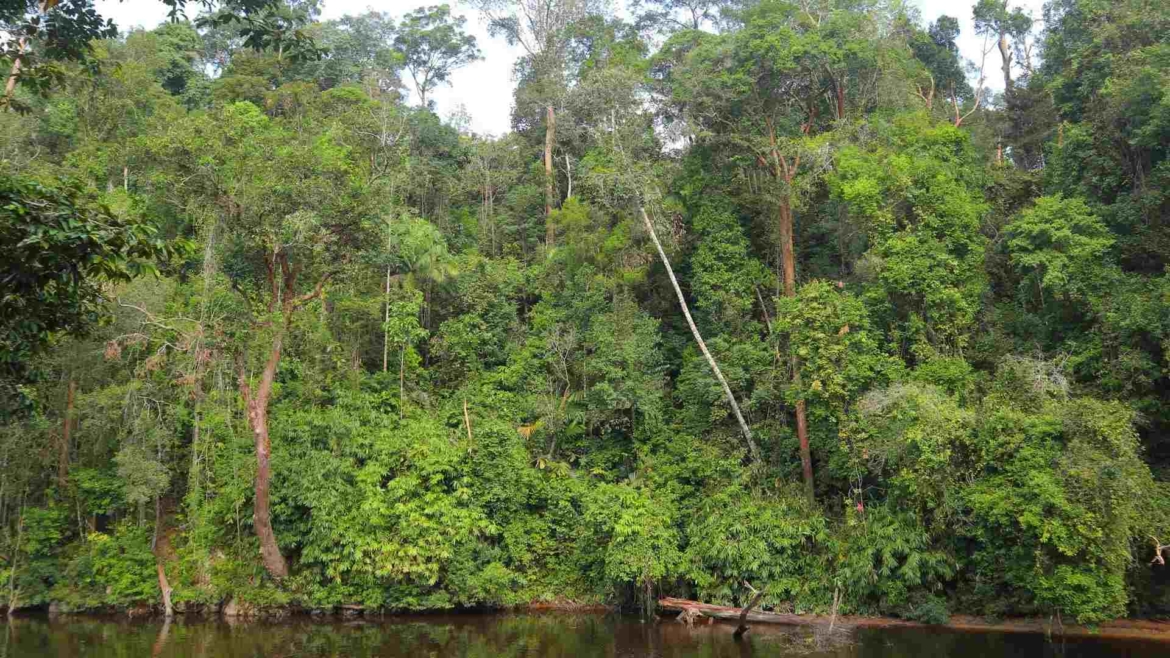 The jungle of Taman Negara