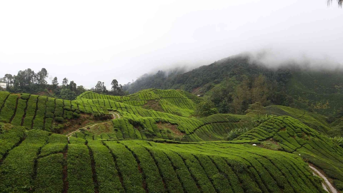 Cameron Highlands