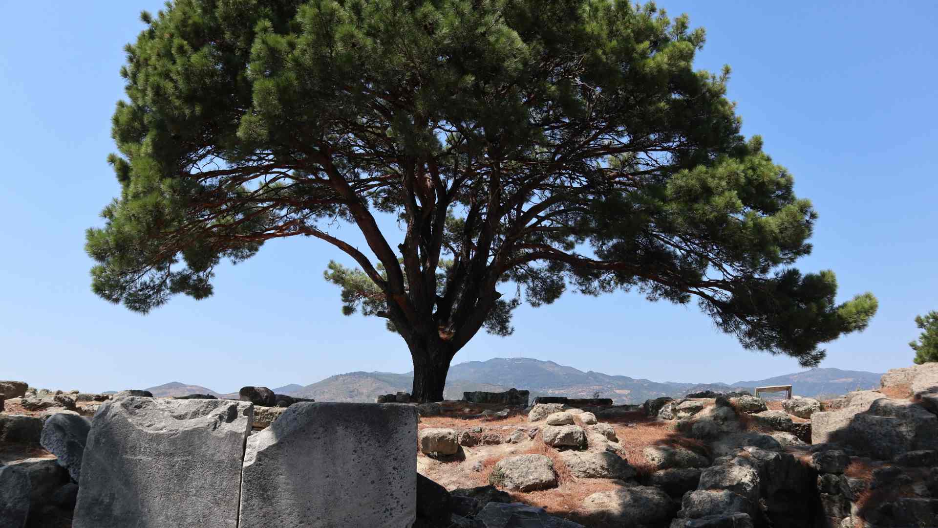 Here was the altar of Zeus