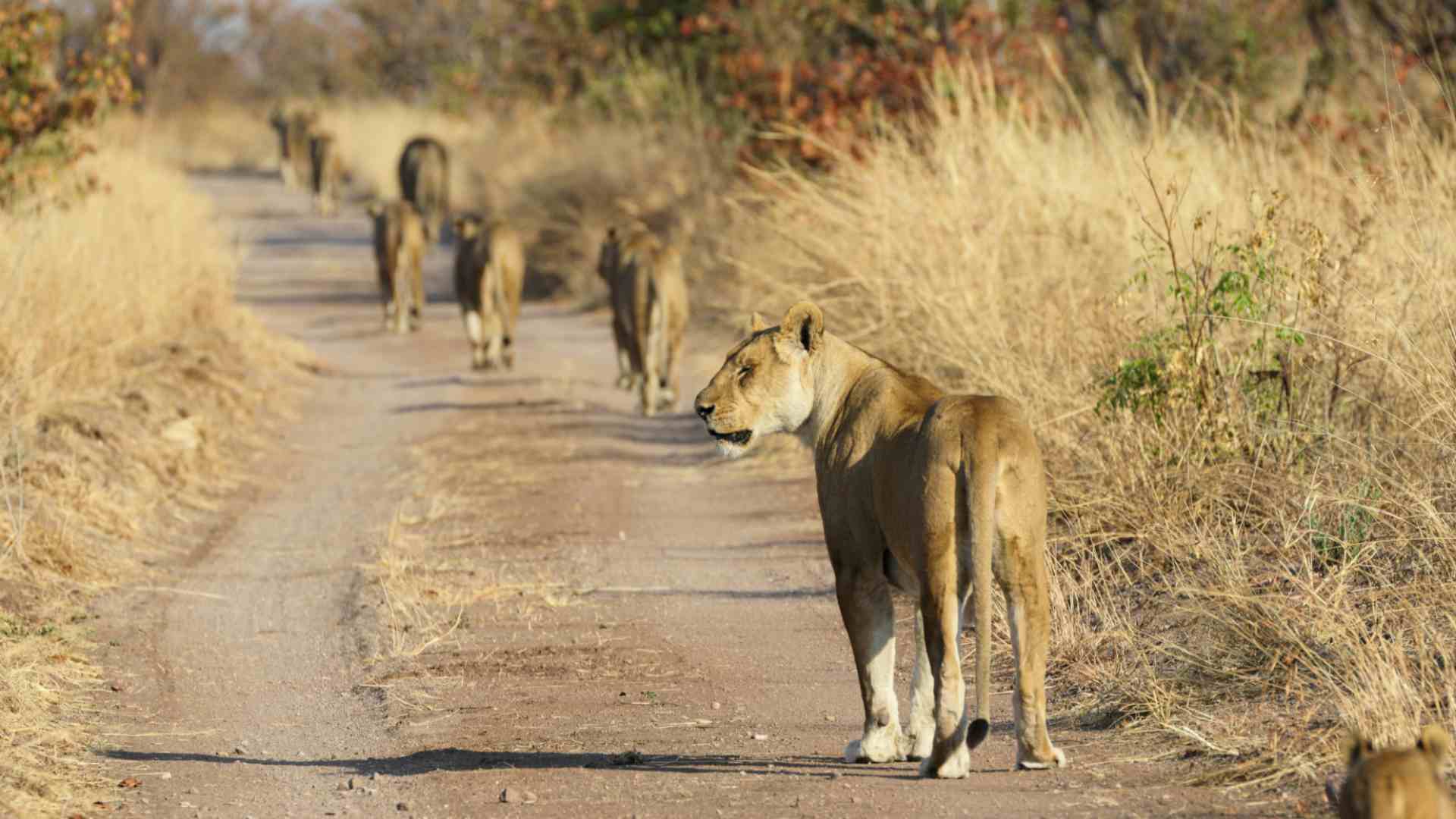 Hwange National Park