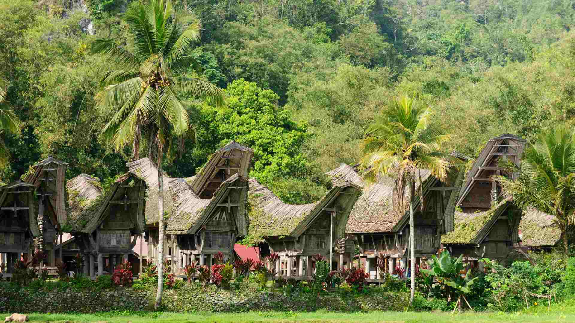 A tongkonan village in Tana Toraja