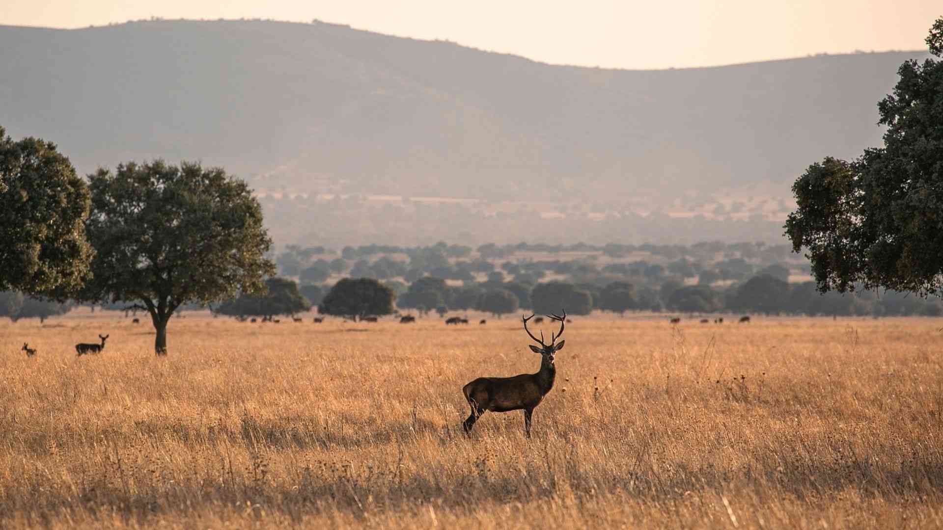 In Cabañeros National Park