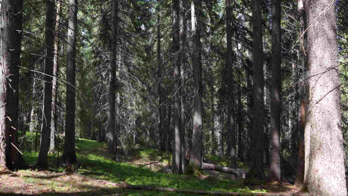 Through the forest of Beglika