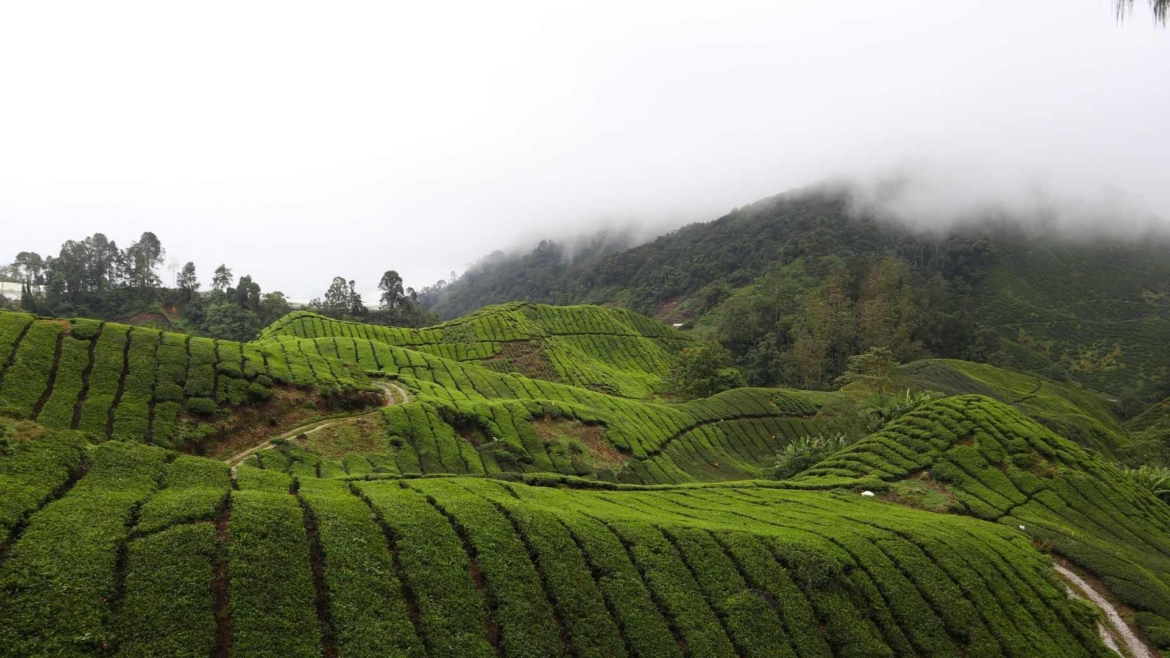 The BOH Tea Fields