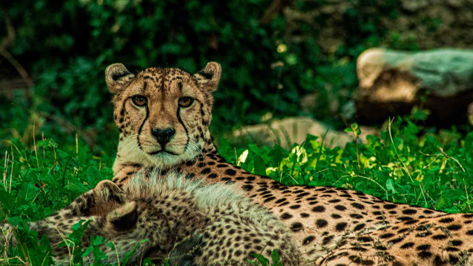 A cheetah