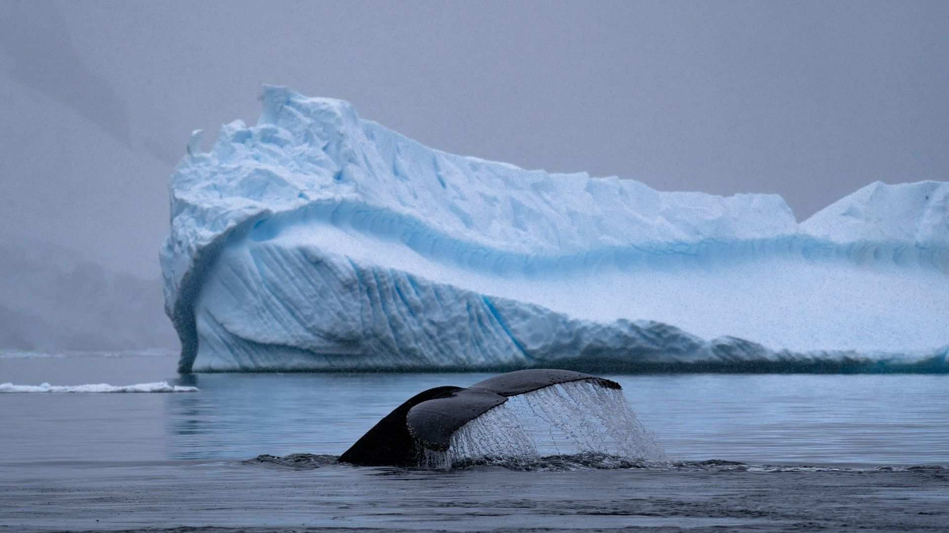 Whales in the Southern Ocean