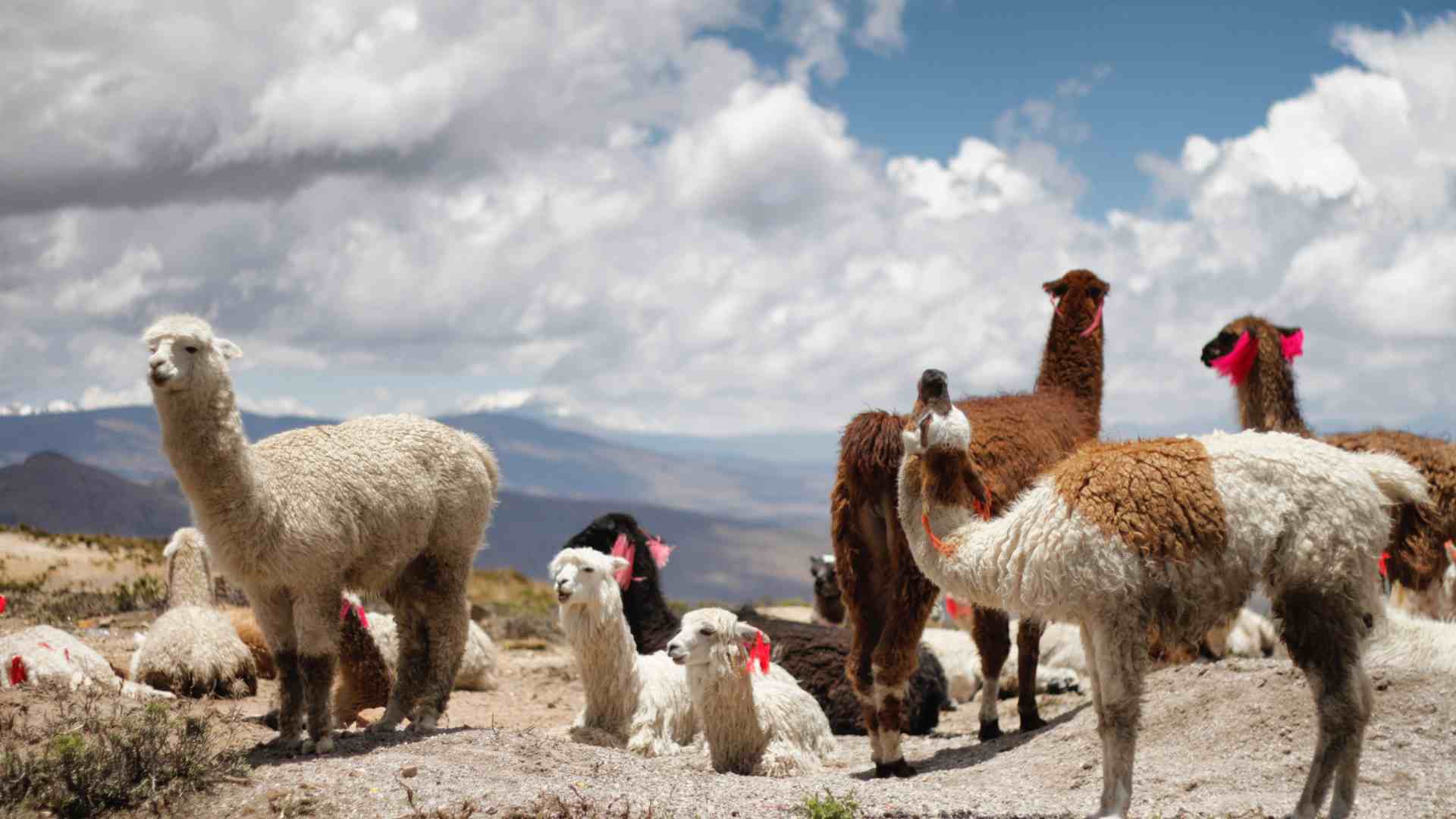 Alpacas in Colca Canyon