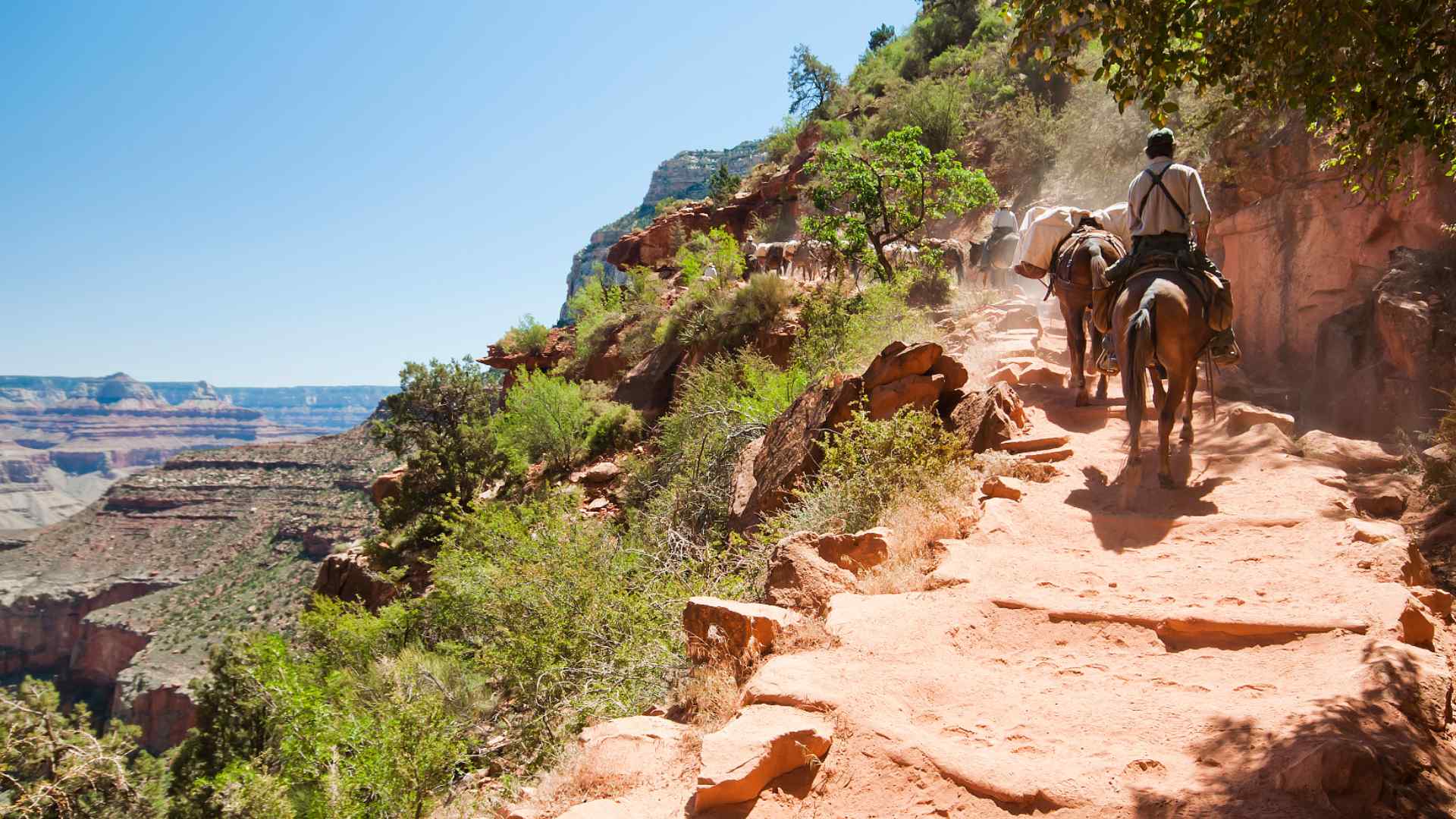 Grand Canyon mule riding