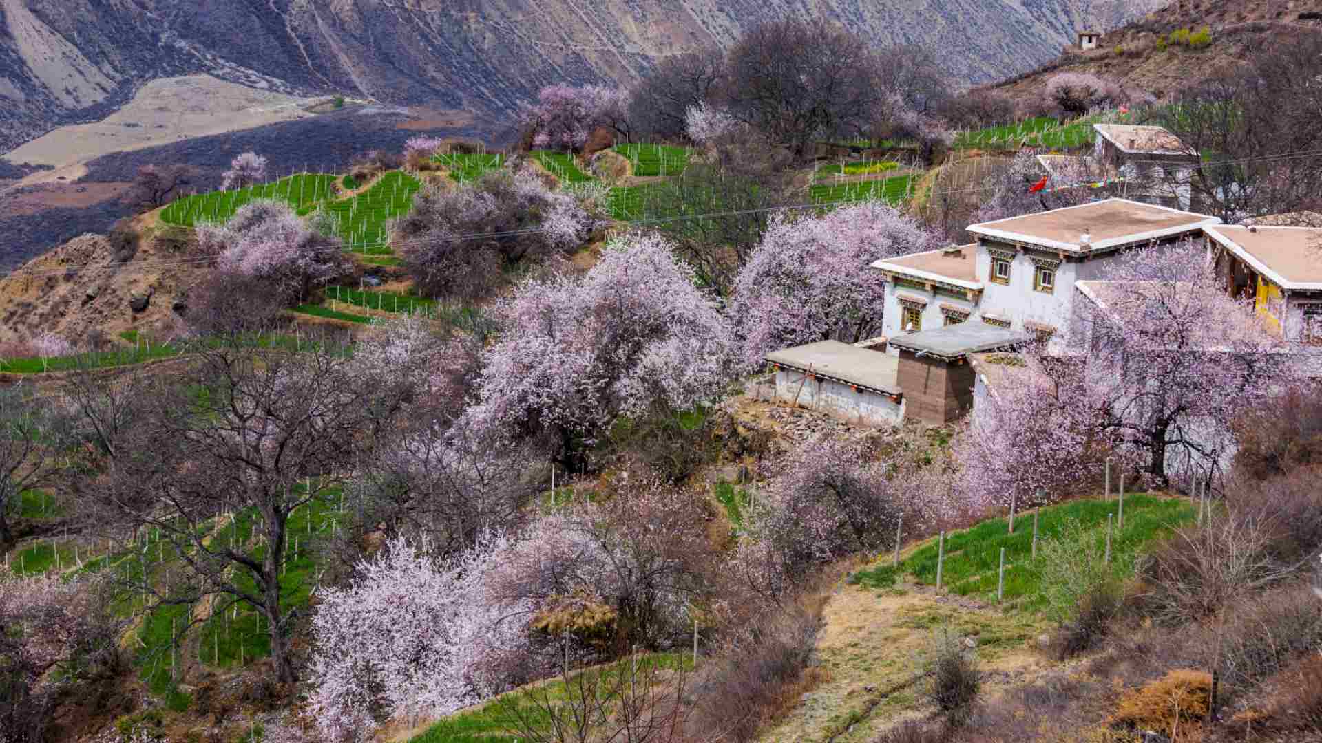 Spring blossoms in the Yarlung Tsangpo Grand Canyon