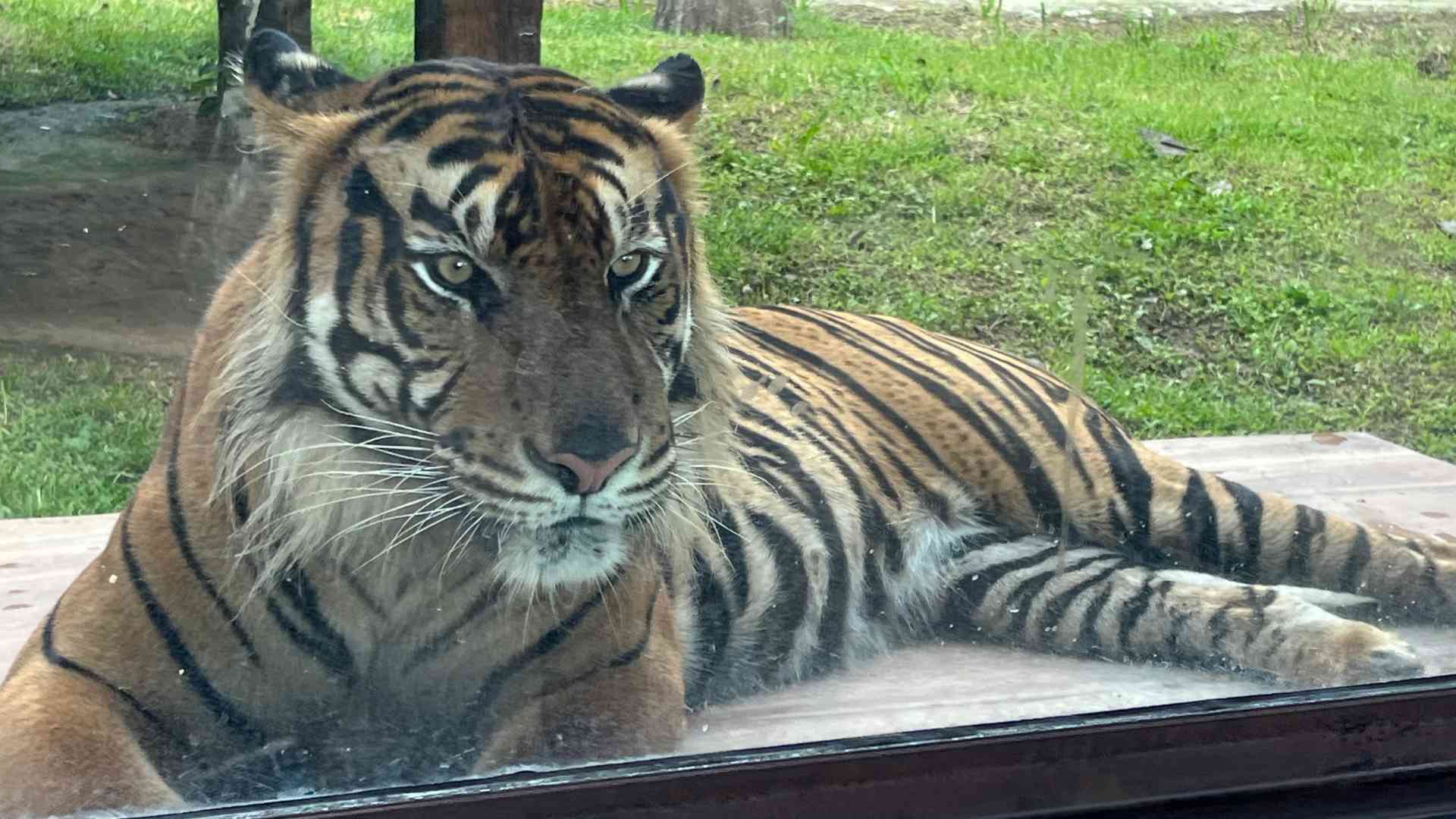 Sumatran tiger in the Zoo of Bukittinggi