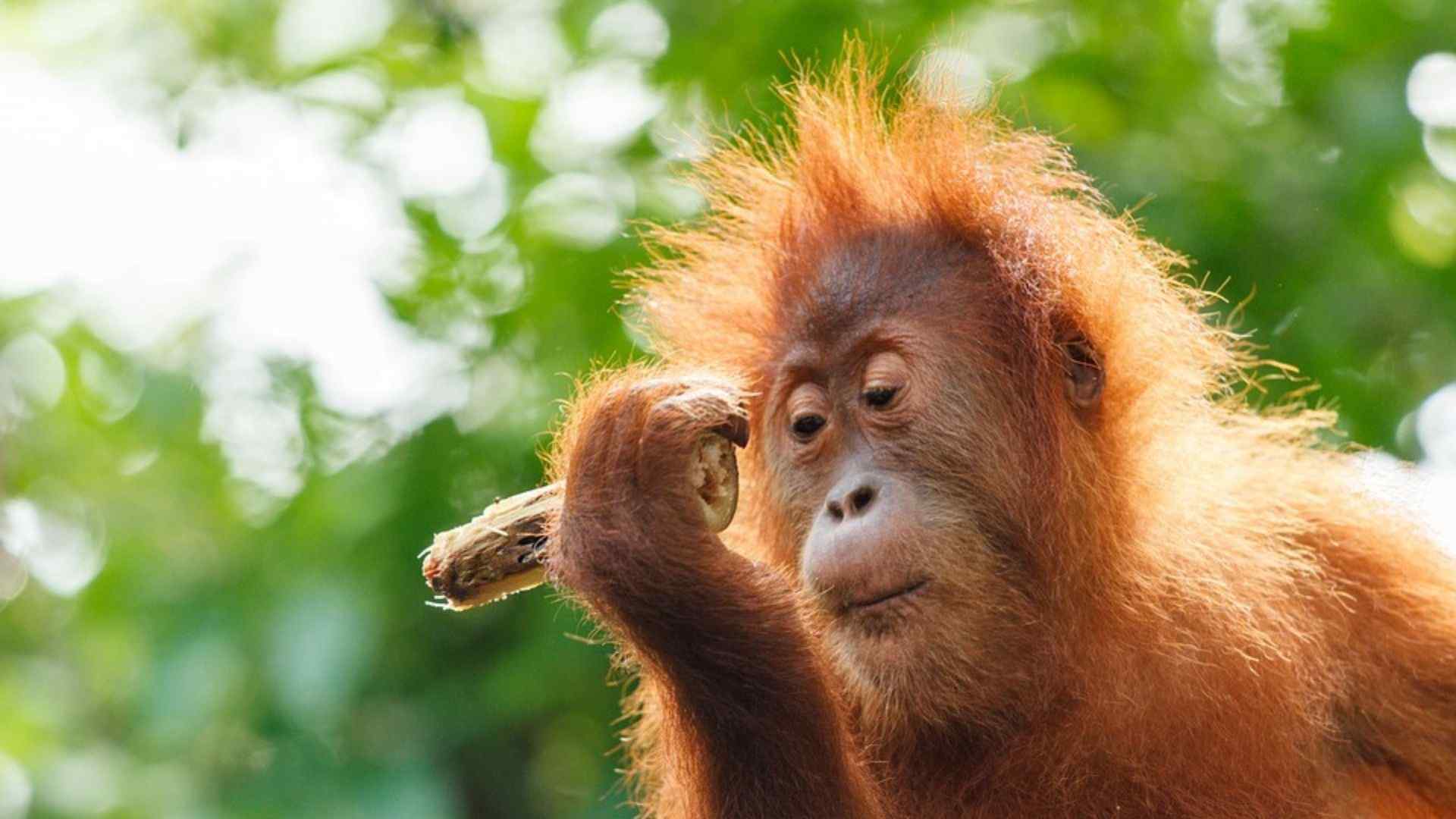 Orangutan