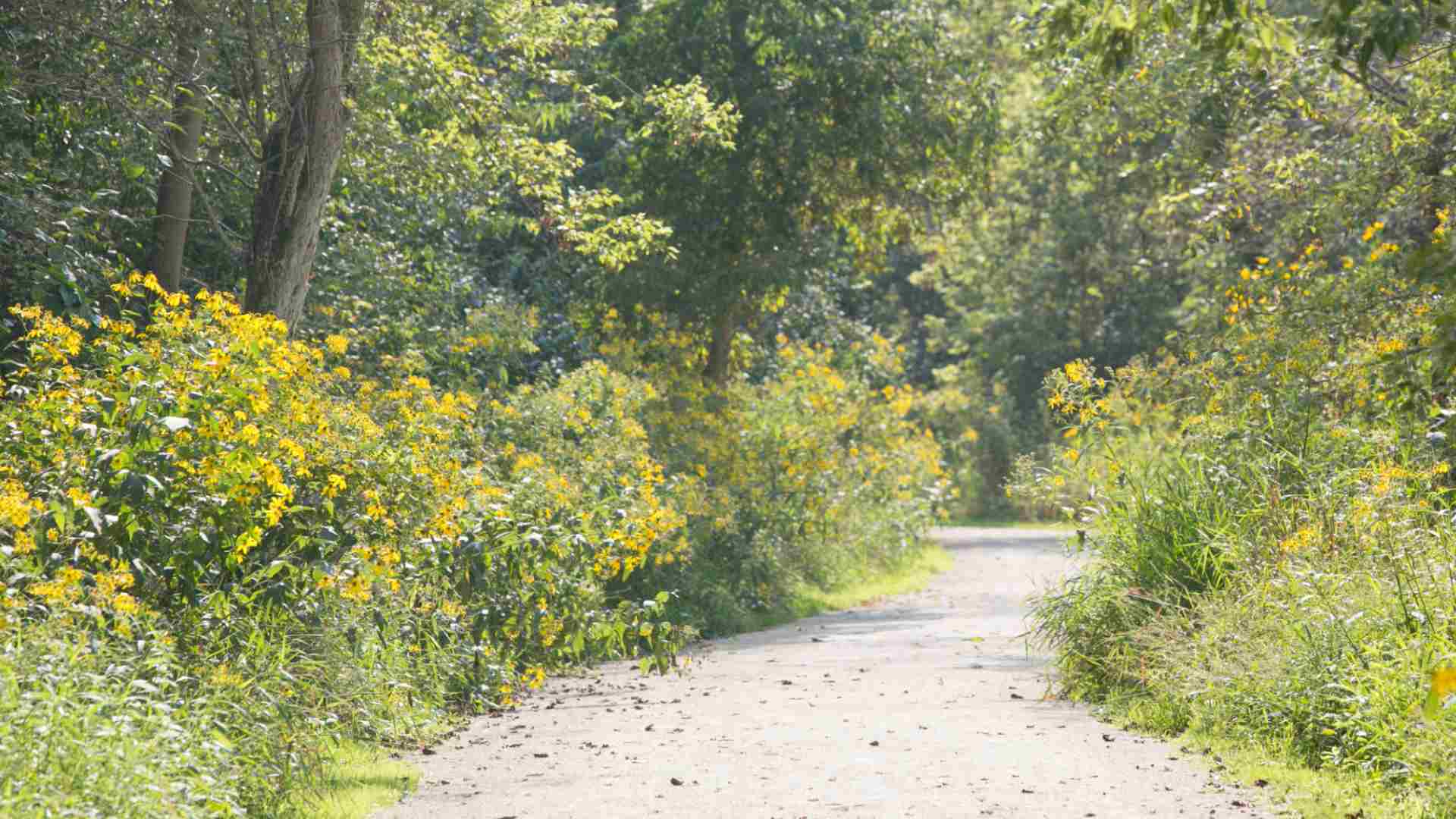 Big Woods Trail, Illinois