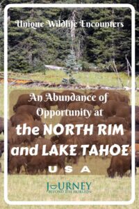 For those who want to observe wildlife- a guide to adventures at Lake Tahoe and the North Rim of the Grand Canyon, USA.