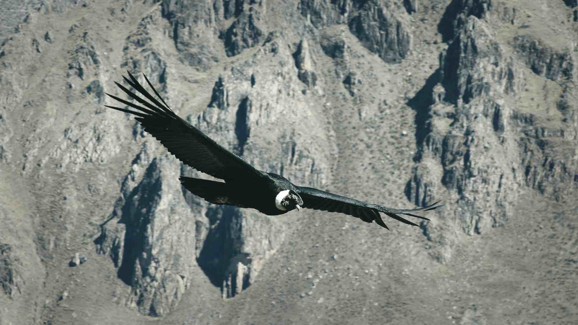 Andean Condor