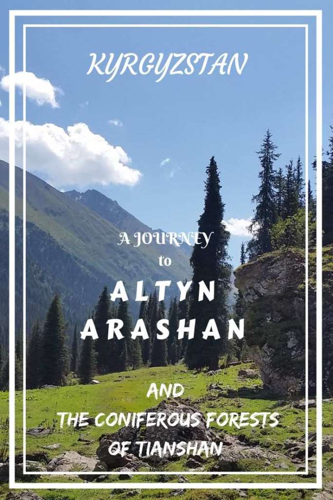 Make a journey to Altyn Arashan, Kyrgyzstan, in Tianshan mountains- an incredibly beautiful mountain landscape with coniferous forests, meadows, valleys and peaks!