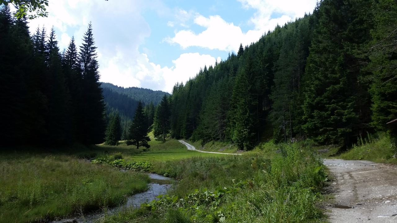 Taiga fur forest on the way to Vodni pad, Rhodope mountain, Bulgaria